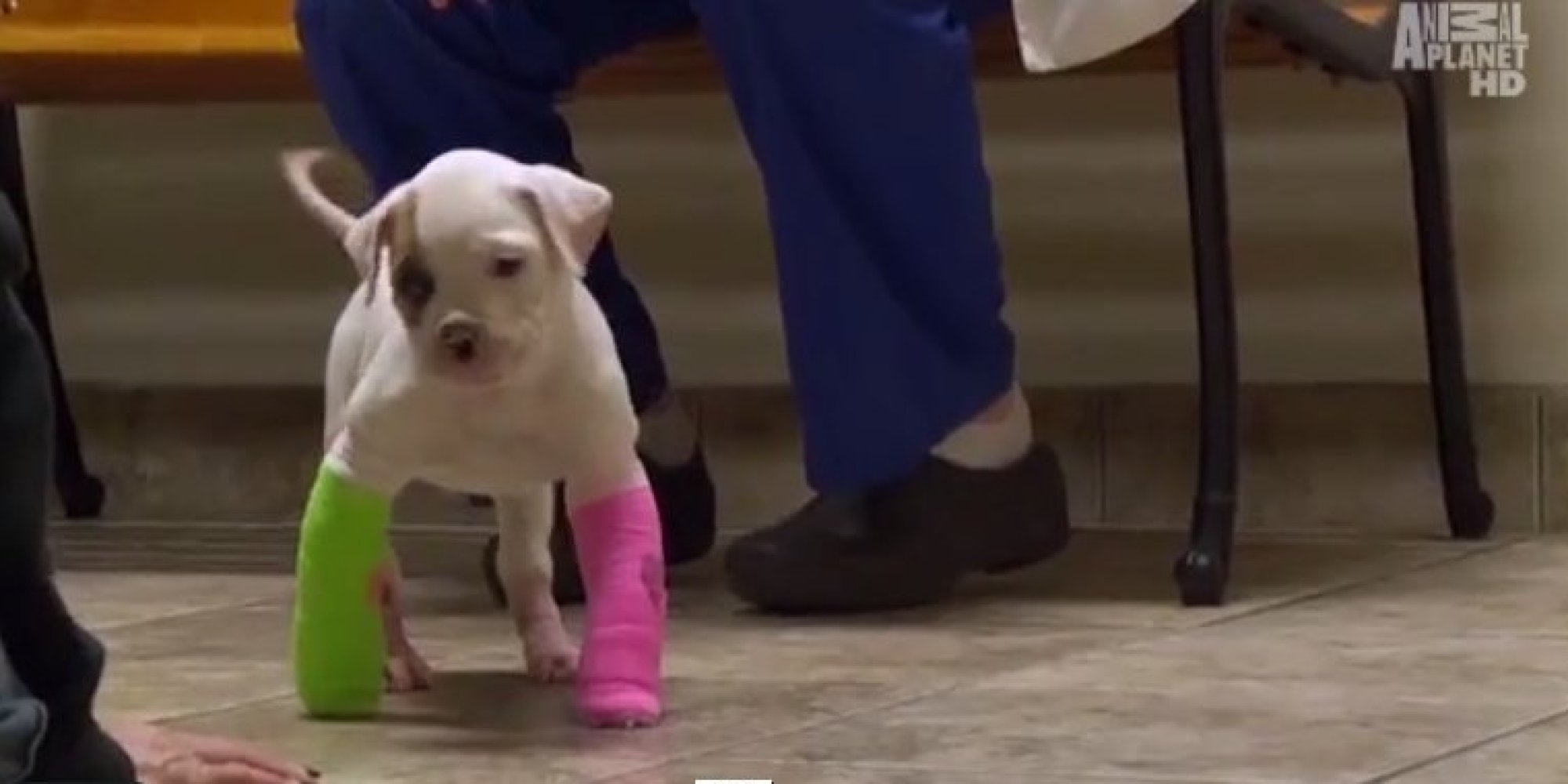This Abandoned Puppy With A Deformity 'Didn't Give Up
