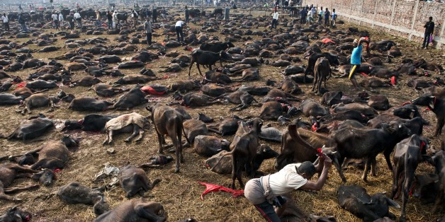 A butcher finishes off a buffalo on the ground with a second swing of his blade on the animal during a mass slaughter of buffaloes for the Gadhimai festival inside a walled enclosure in the village of Bariyapur on November 28, 2014. Millions of Hindu devotees from Nepal and India migrate to the village to honour their goddess of power. The celebrations includes the slaughtering of hundreds of thousands of animals, mostly buffalo and goats. Worshippers have spent days sleeping out in the open and offering prayers to the goddess at a temple decked with flowers in preparation. AFP PHOTO/ROBERTO SCHMIDT (Photo credit should read ROBERTO SCHMIDT/AFP/Getty Images)