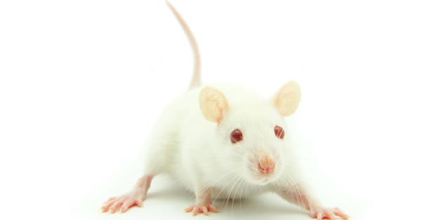 Des souris plus intelligentes que la moyenne grâce à un cerveau à moitié humain (photo d'illustration)