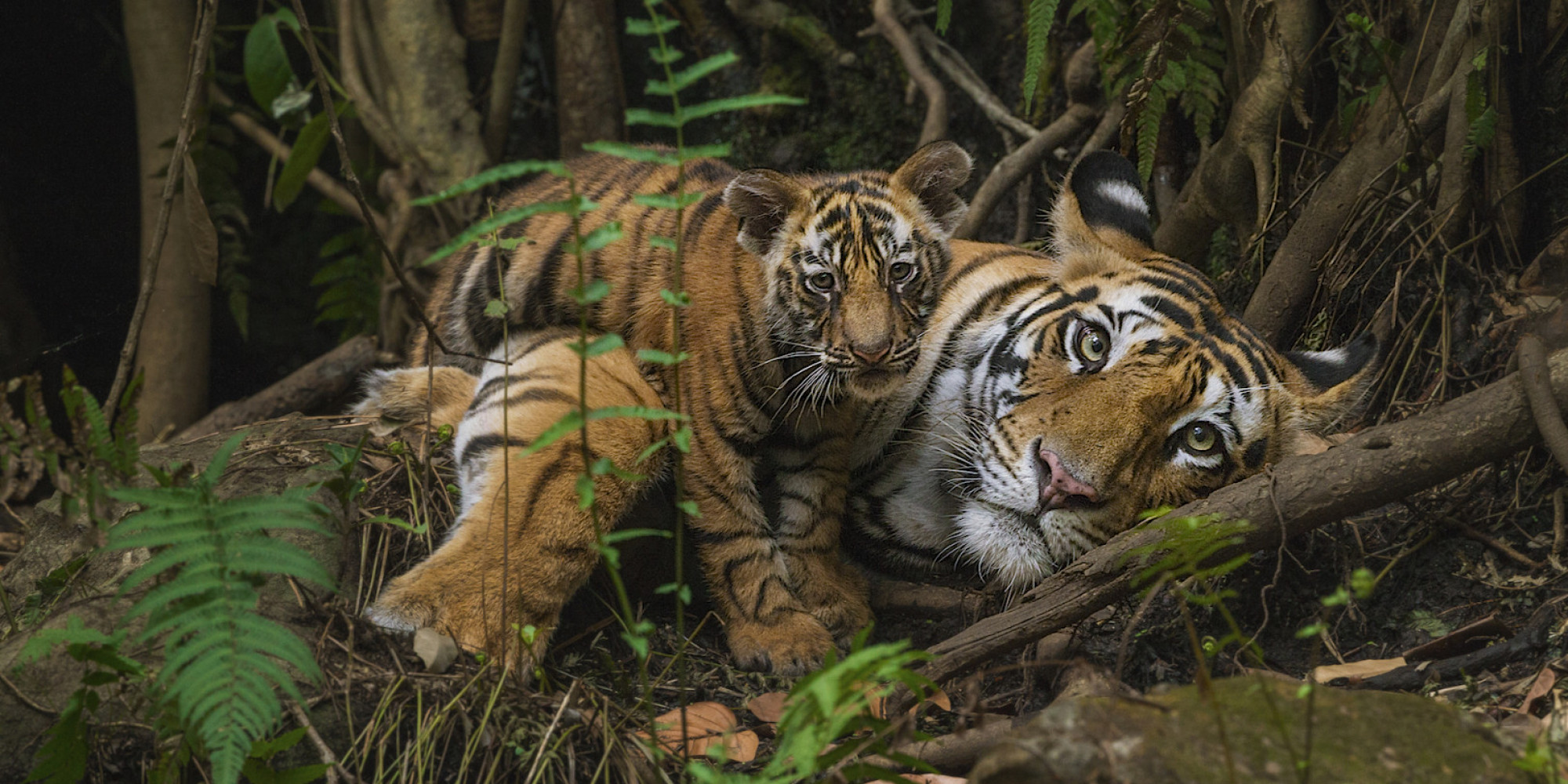 Poaching for Chinese Markets Pushes Tigers to the Brink | HuffPost