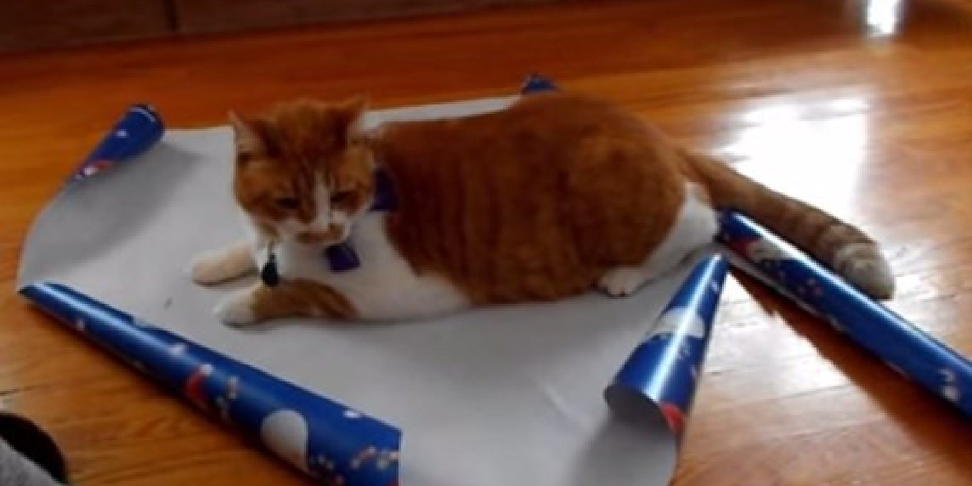 how-to-gift-wrap-your-cat-this-christmas-huffpost-uk