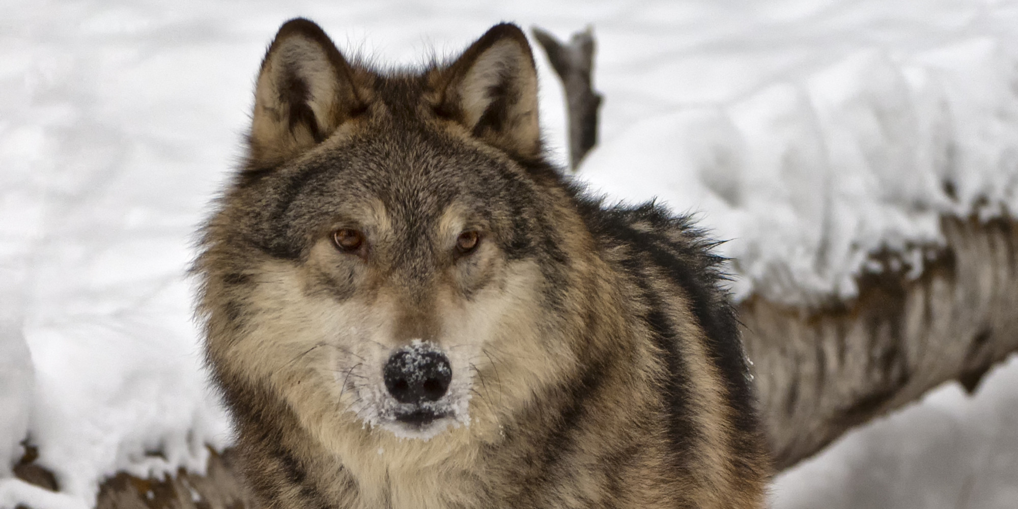 researchers-kill-890-wolves-to-learn-about-them-there-s-something-very