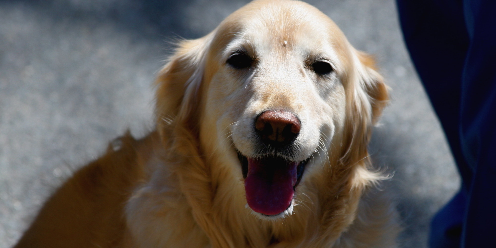 what is an golden retriever science explains why golden retrievers are awesome huffpost what is an golden retriever science explains why golden retrievers are awesome huffpost