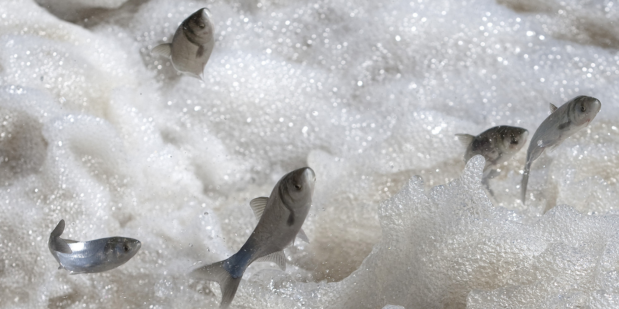 eat-the-enemy-the-delicious-solution-to-menacing-asian-carp-huffpost