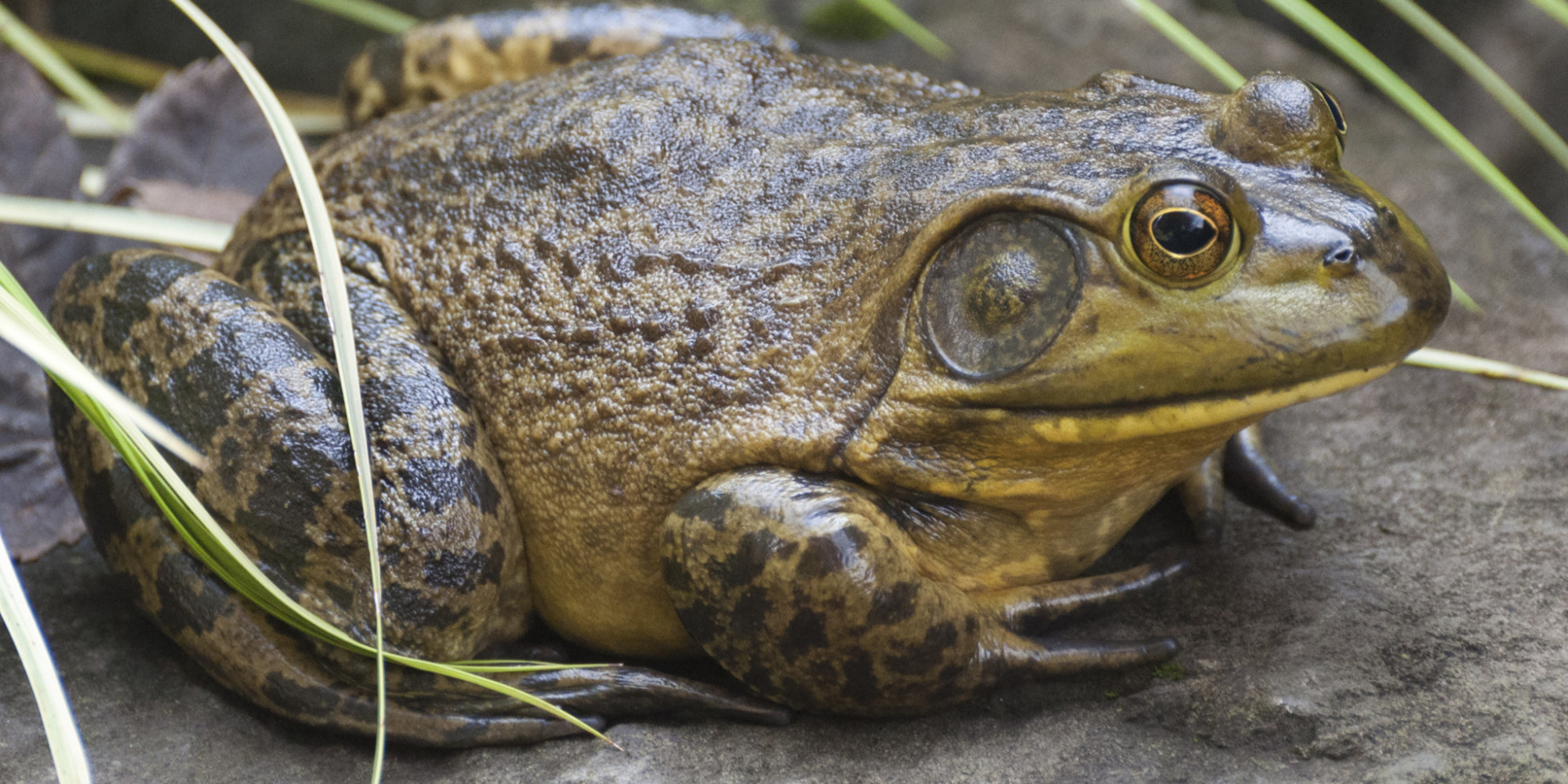 eat-the-enemy-how-to-fight-the-bullfrog-invasion-with-your-tastebuds