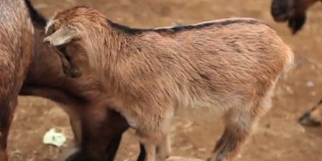 Les chèvres adorent monter sur les autres animaux. Et sur les humains aussi.