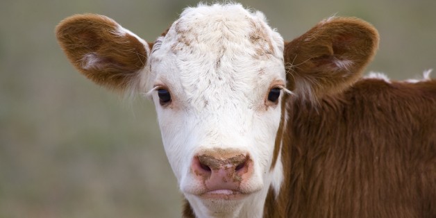 Cows' Moos Carry A Lot More Meaning Than You Ever Imagined | HuffPost