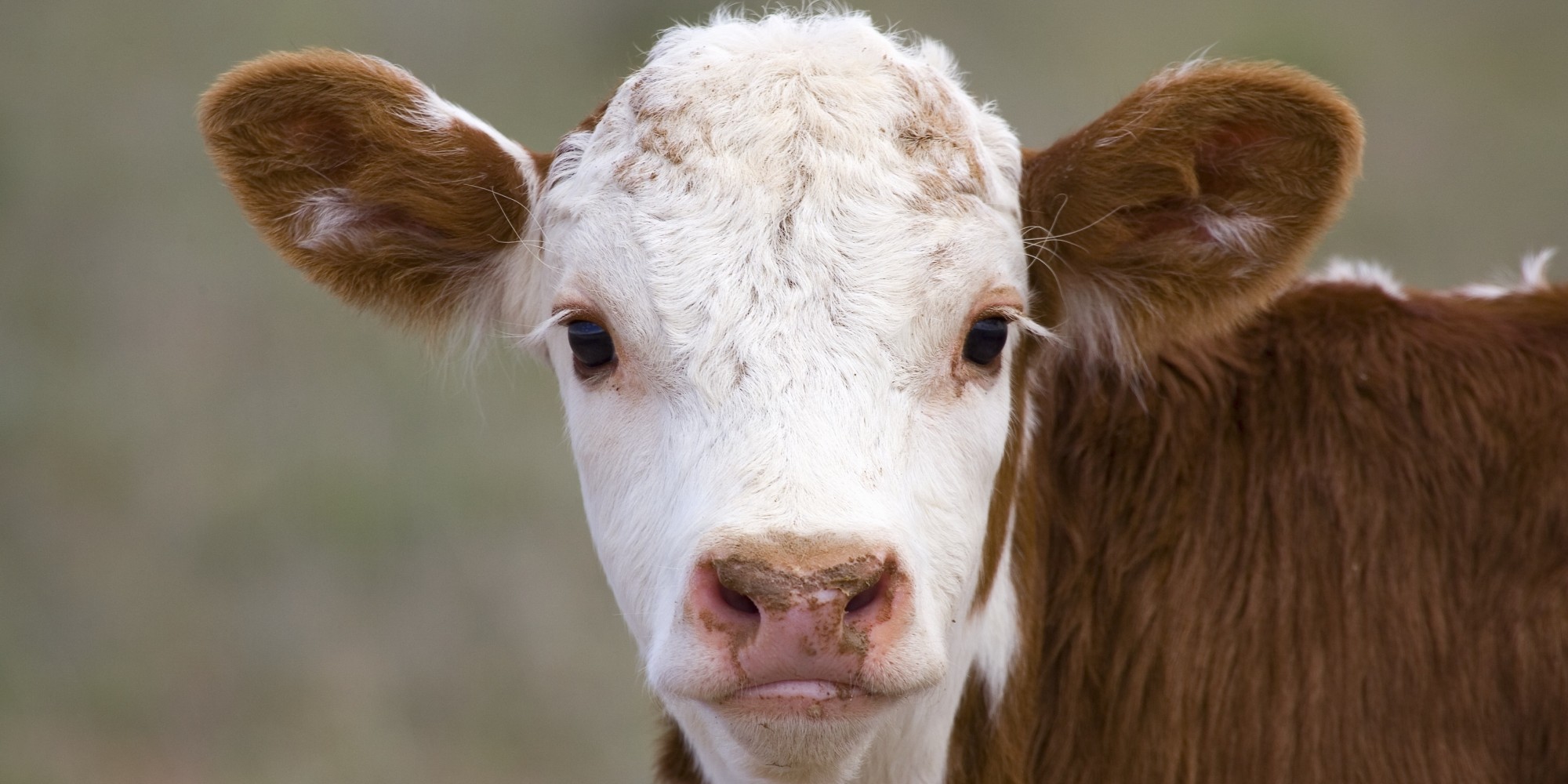 Cows Moos Carry A Lot More Meaning Than You Ever Imagined HuffPost