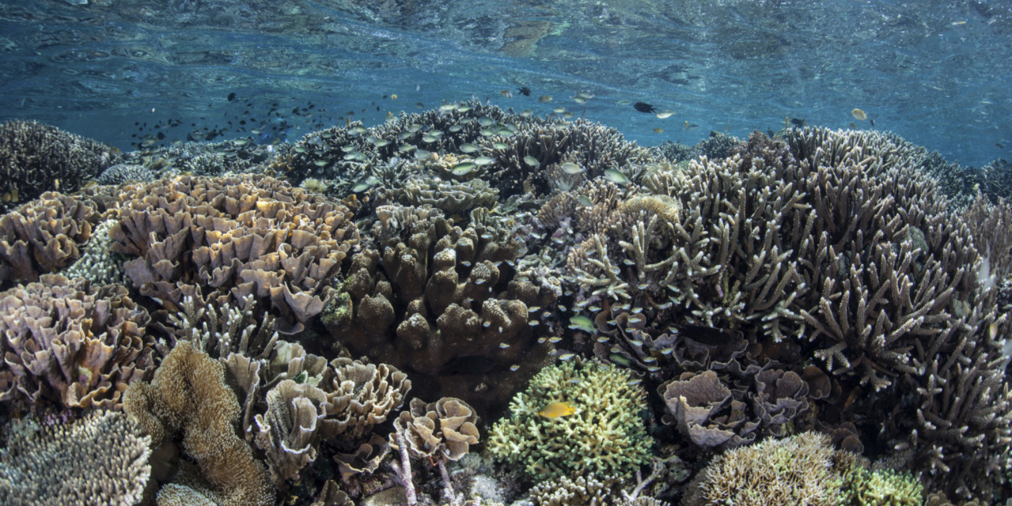What s Working Uniting To Protect 30 Percent Of The Ocean By 2030