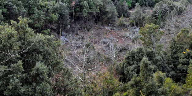 TO GO WITH AFP STORY 'GREECE-DEBT-FINANCE-ENERGY-ENVIRONMENTA view of the damaged forest due to the illigal wood poaching in the mount Pelion, central Greece, on January 9, 2012. Illegal logging has taken on epidemic proportions since the beginning of December, according to reports from forestry services across the country and the Environment Ministryâs Special Secretariat for Forests. The record-high cost of heating oil coupled with shrinking household budgets and a drop in temperatures ha