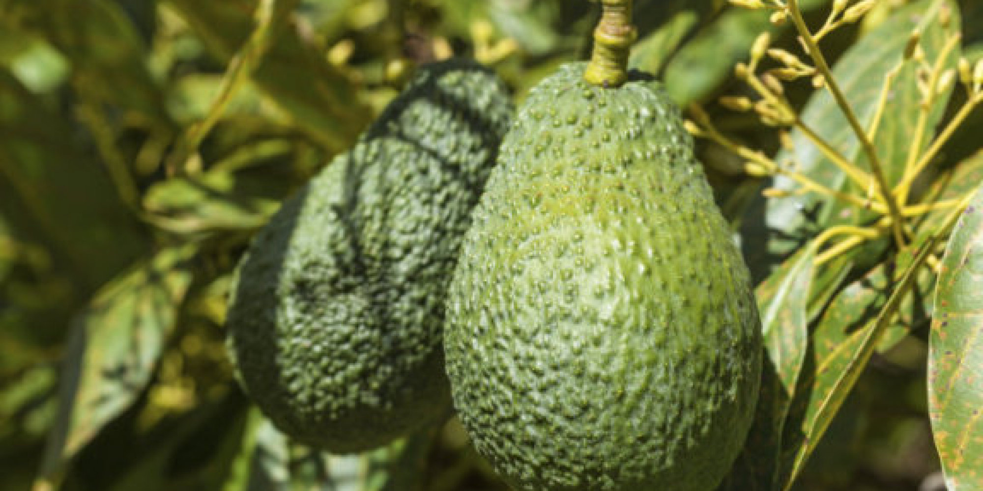 Avocados Aren't The Only Trendy Food That May Be Endangered Because Of