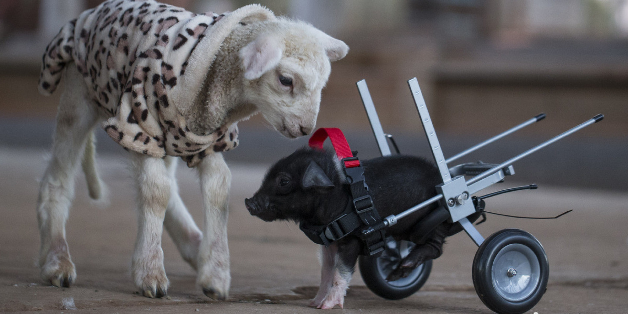 The 10 Most Influential Animals Of 2014 | HuffPost