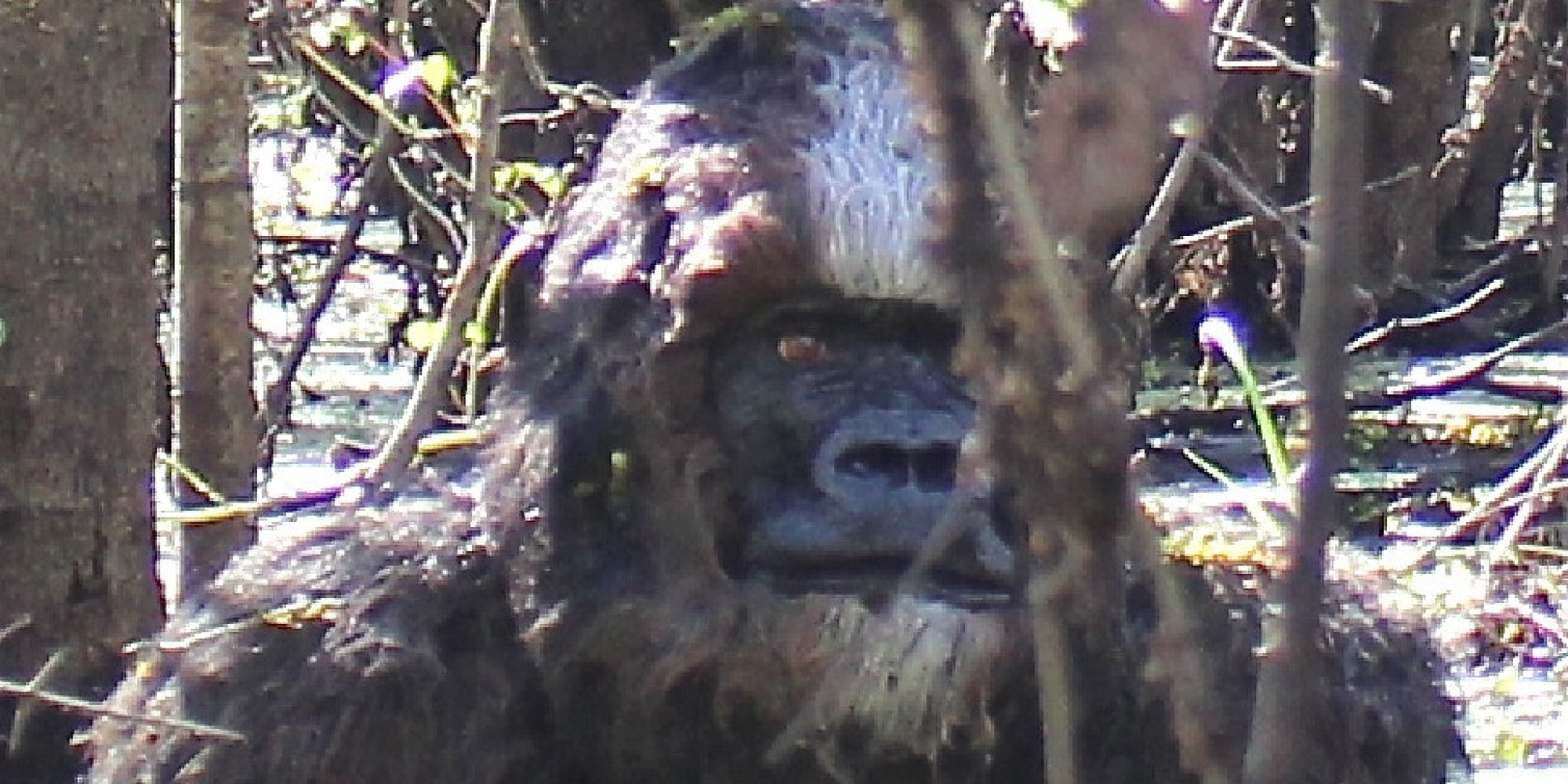 Image result for make gifs motion images of the florida glades skunk ape monster