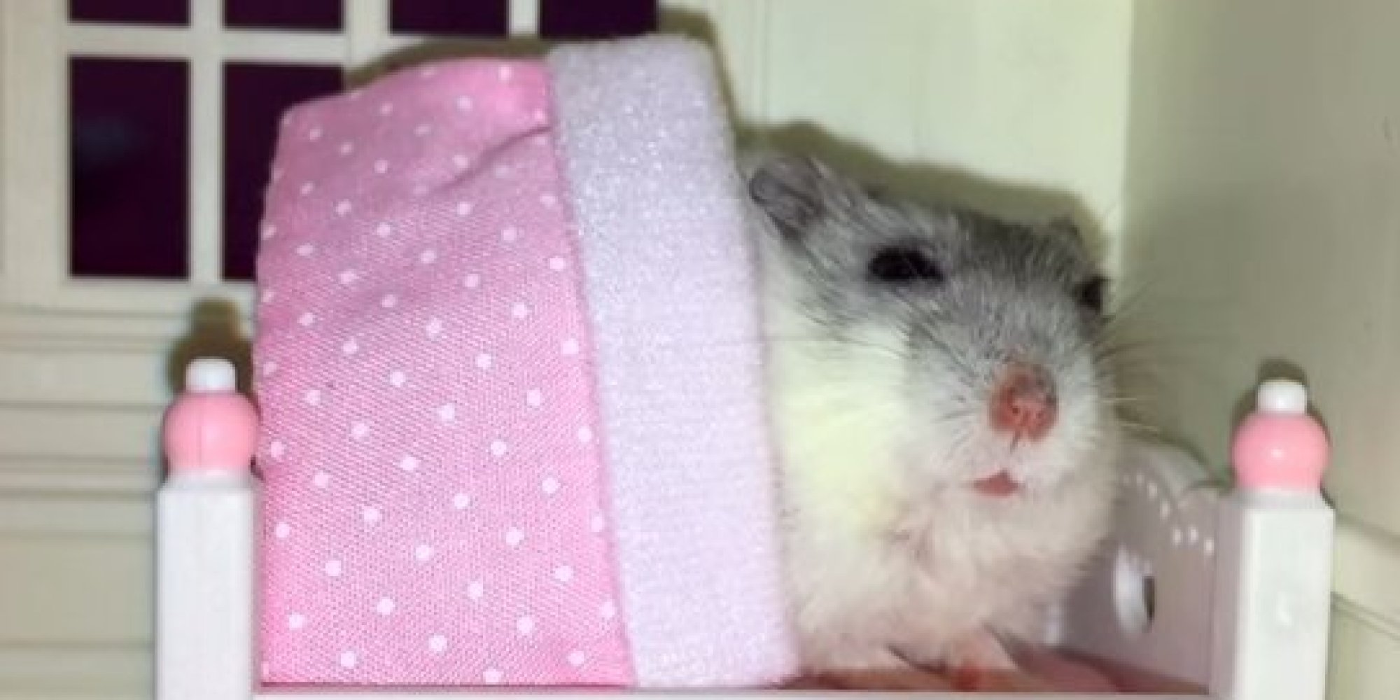 Hamster Gets Tucked Into Bed At Night, Is Treated Like Royalty HuffPost