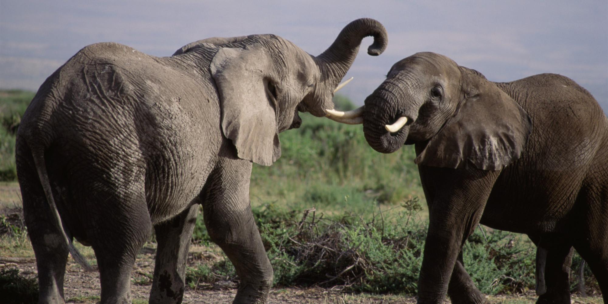What Playful Animals Can Teach Us About The Biology Of Fun HuffPost