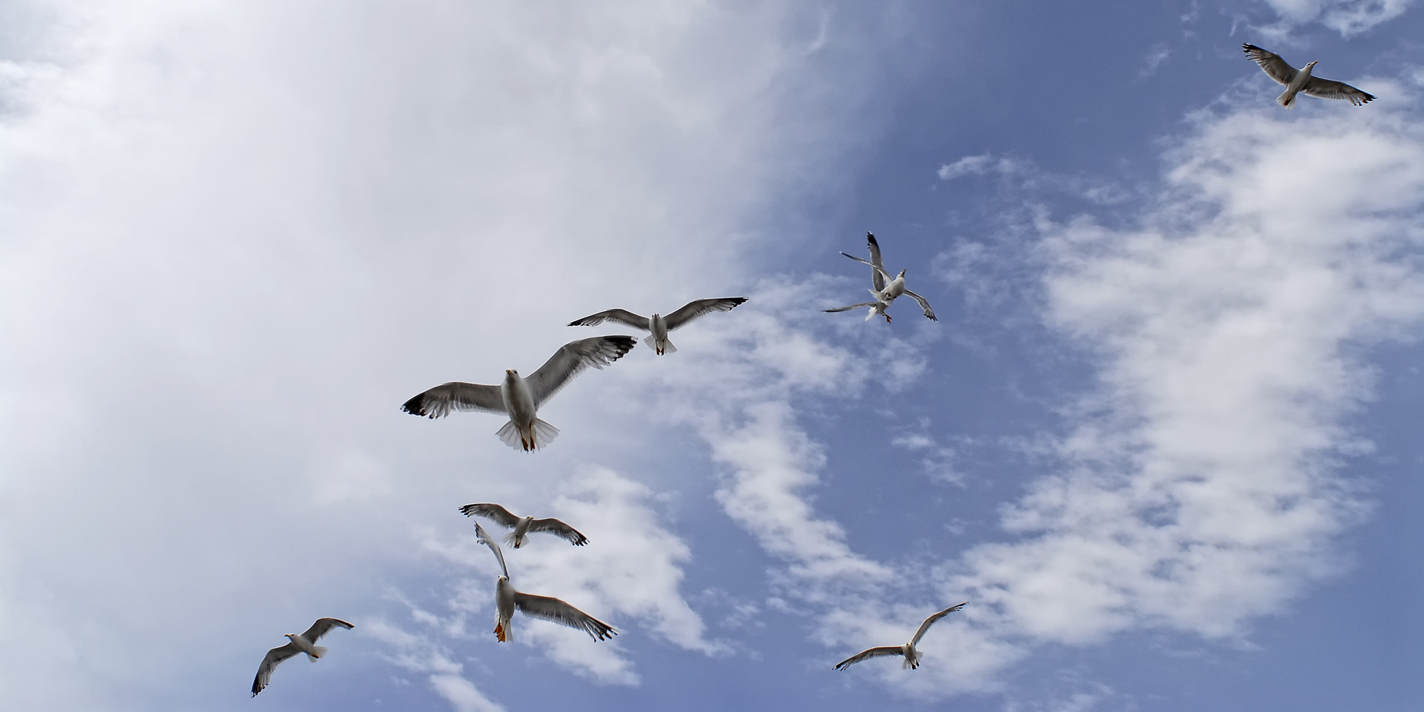 o BIRDS FLYING OVER WATER