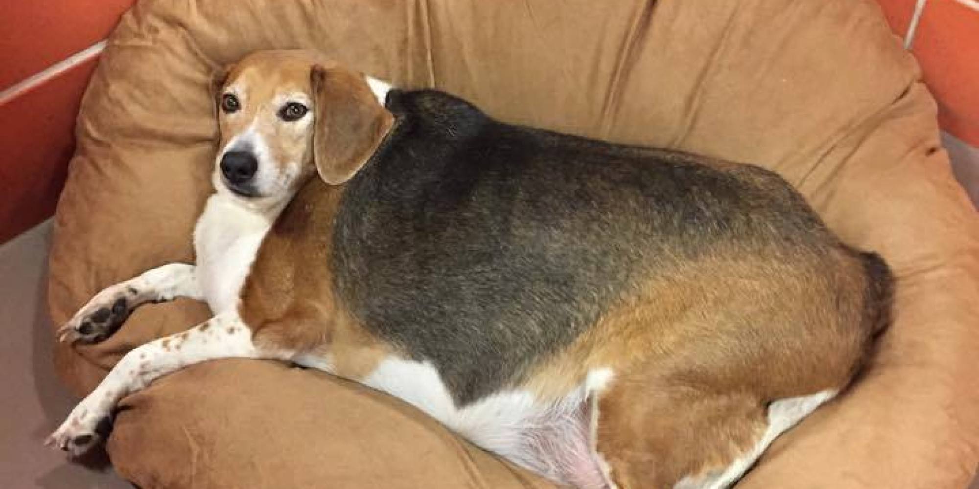 Severely Obese Beagle Named 'Kale Chips' Is A Reminder To