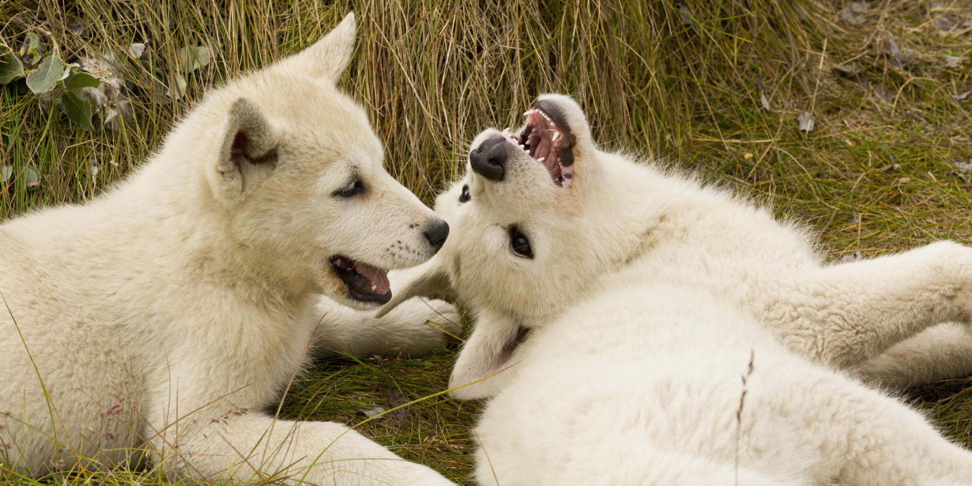When Dogs Roll Over They May Actually Be Acting Combative HuffPost