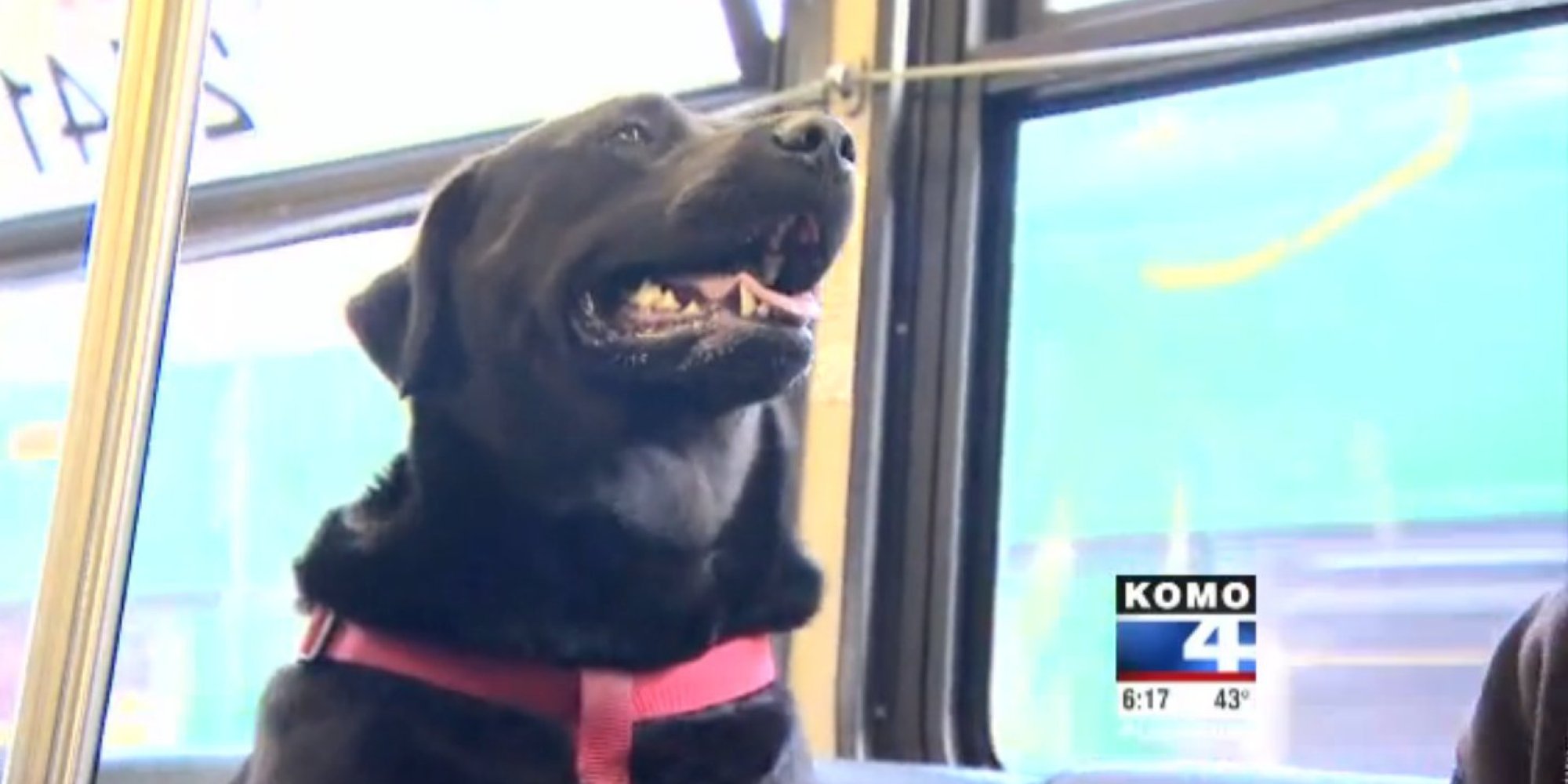 Seattle Dog Figures Out Buses, Starts Riding Solo To The Dog Park