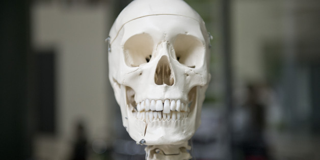 BERLIN, GERMANY - JUNE 05: The model of a skull of a human body on June 05, 2014 in Berlin, Germany.
(Photo by Michael Gottschalk/Photothek via Getty Images)