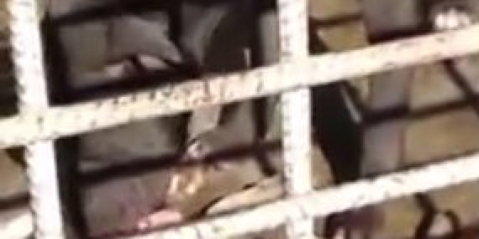 Activists Call For Reform After Dog Found Eating Another Dog At City