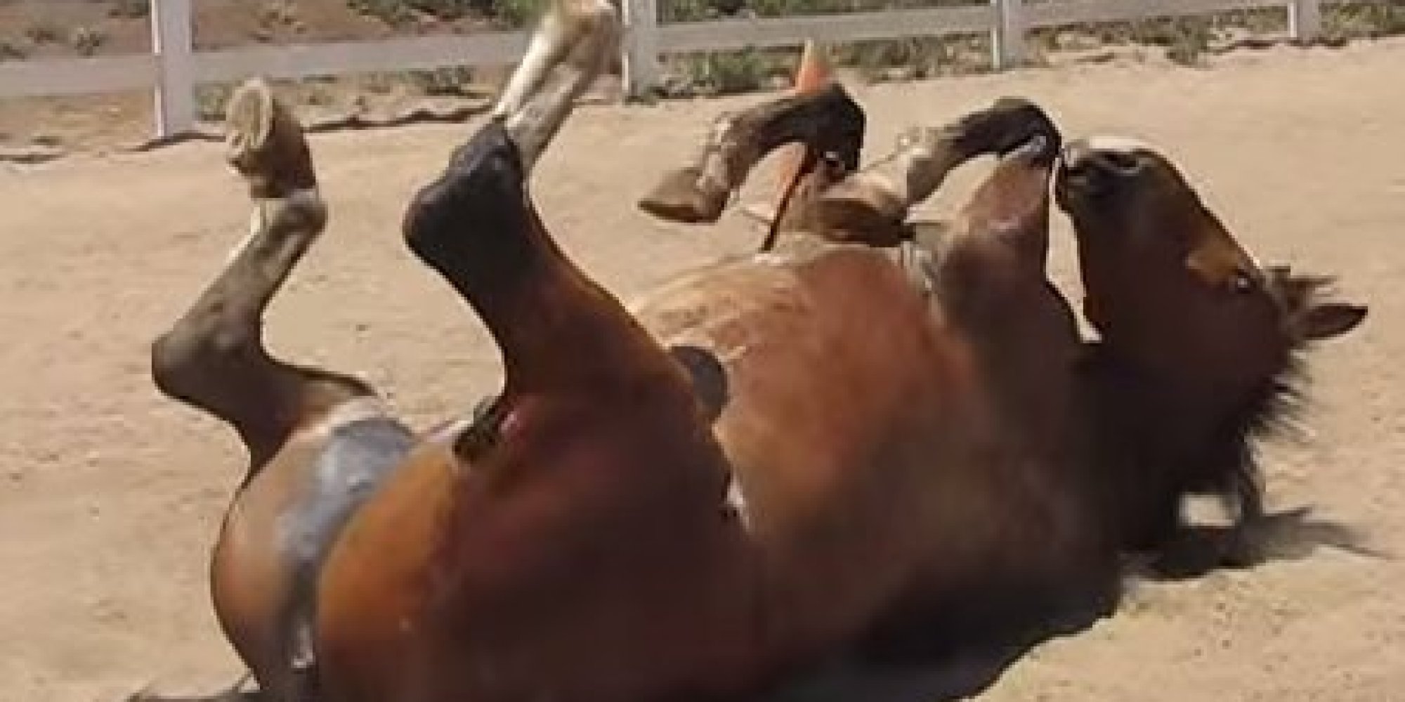 Archy The Horse Farts Like Crazy For Sweet Relief HuffPost 