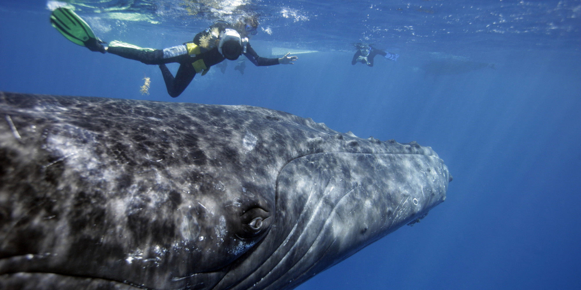 Worlds Largest Sea Creatures Turn Out To Be Smaller Than We Thought