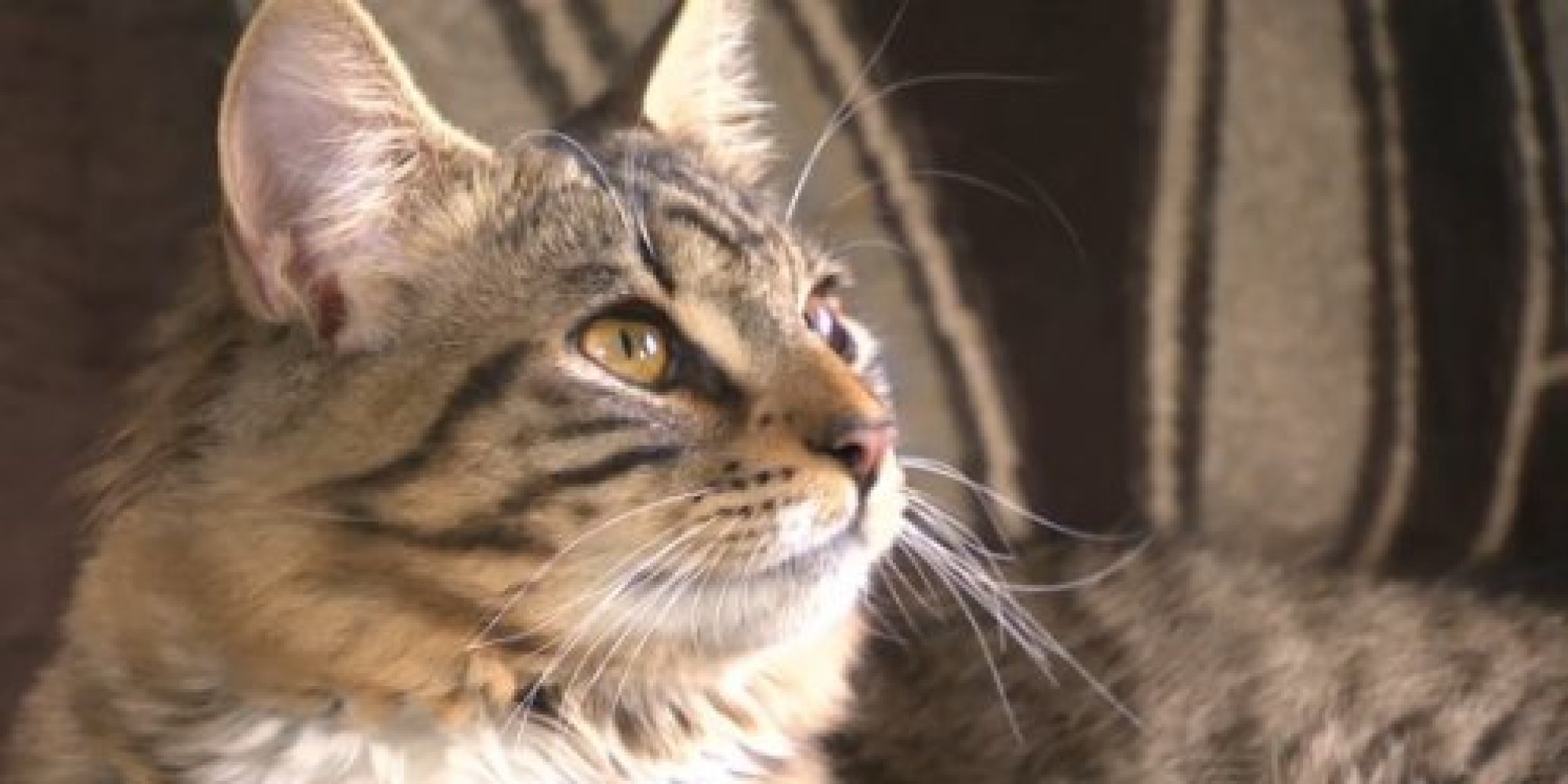 Mittens The Intersex Cat To Get Gender Assignment HuffPost