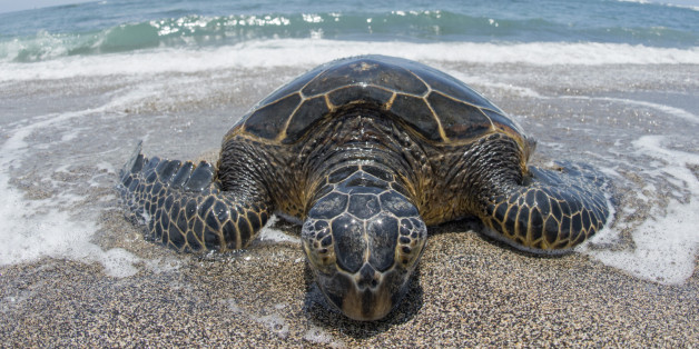 Rising Ocean Temperatures May Mean Sea Turtles Stop Basking On Land ...