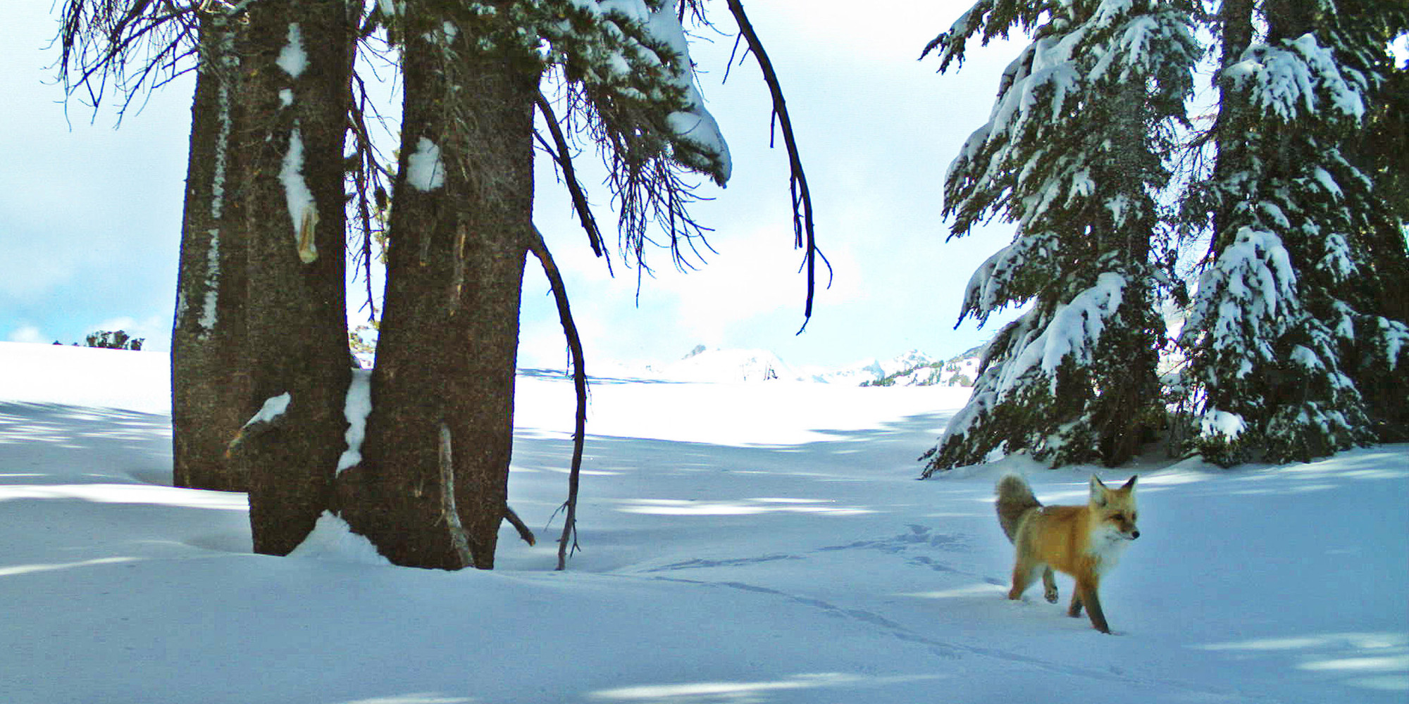 rare-sierra-nevada-red-fox-caught-on-camera-in-yosemite-national-park