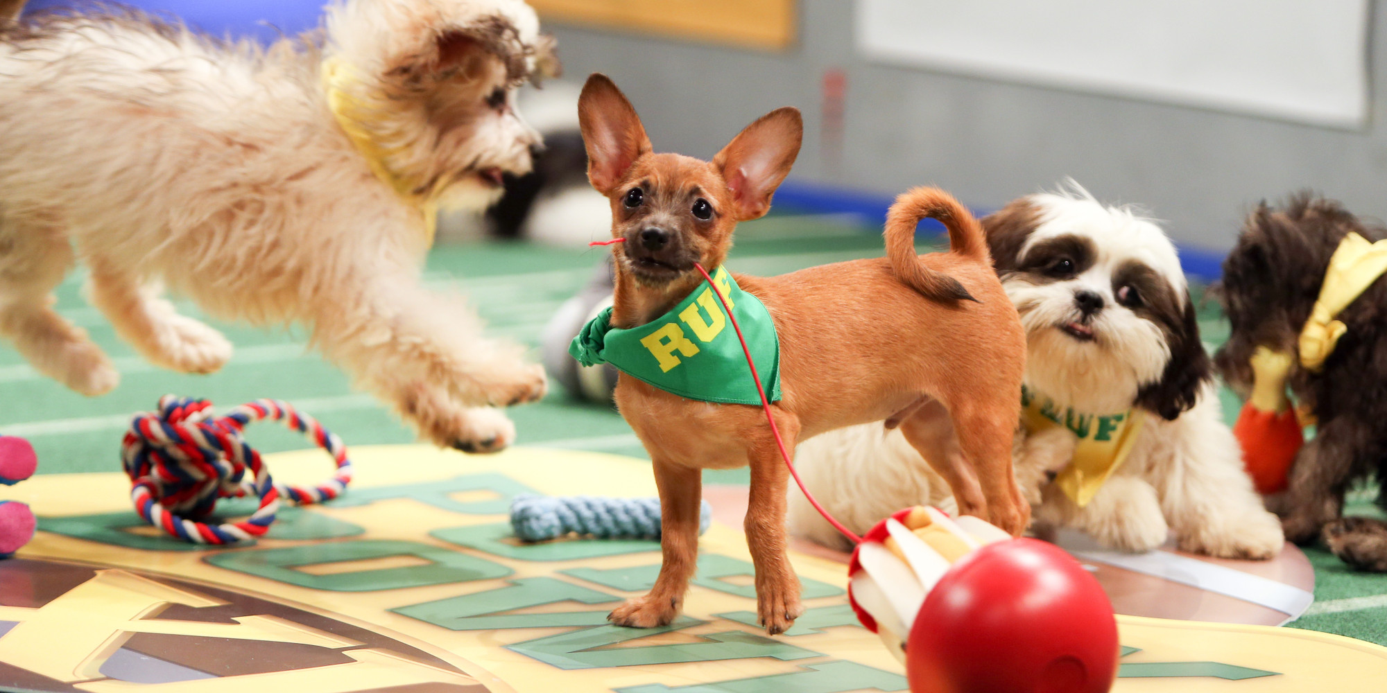 The Puppy Bowl's Utterly Adorable And Powerful Adoption Message | HuffPost2000 x 1000
