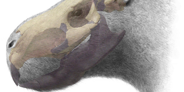 In this image released in London Wednesday, Jan. 16, 2008 by the Royal Society, an artist's illustration shows variations on the head of Josephoartigasia monesi, a newly discovered extinct species of rodent. Uruguayan scientists say they have unearthed fossil evidence of a giant new species of rodent, by far the largest ever discovered. The exceptionally well-preserved skull is about 4 million years old, and the scientists say it shows that South America was once home to a frightening variety of mouse which could grow bigger than modern-day bulls. (AP Photo/Royal Society)