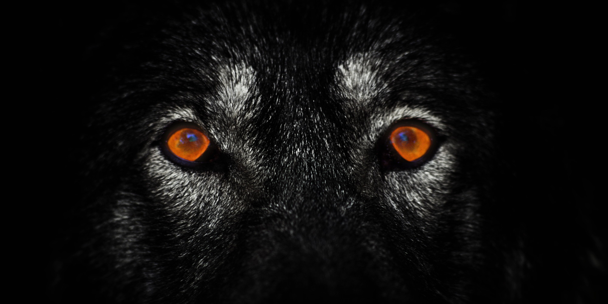 The Lone-Wolf Terror Trap | HuffPost