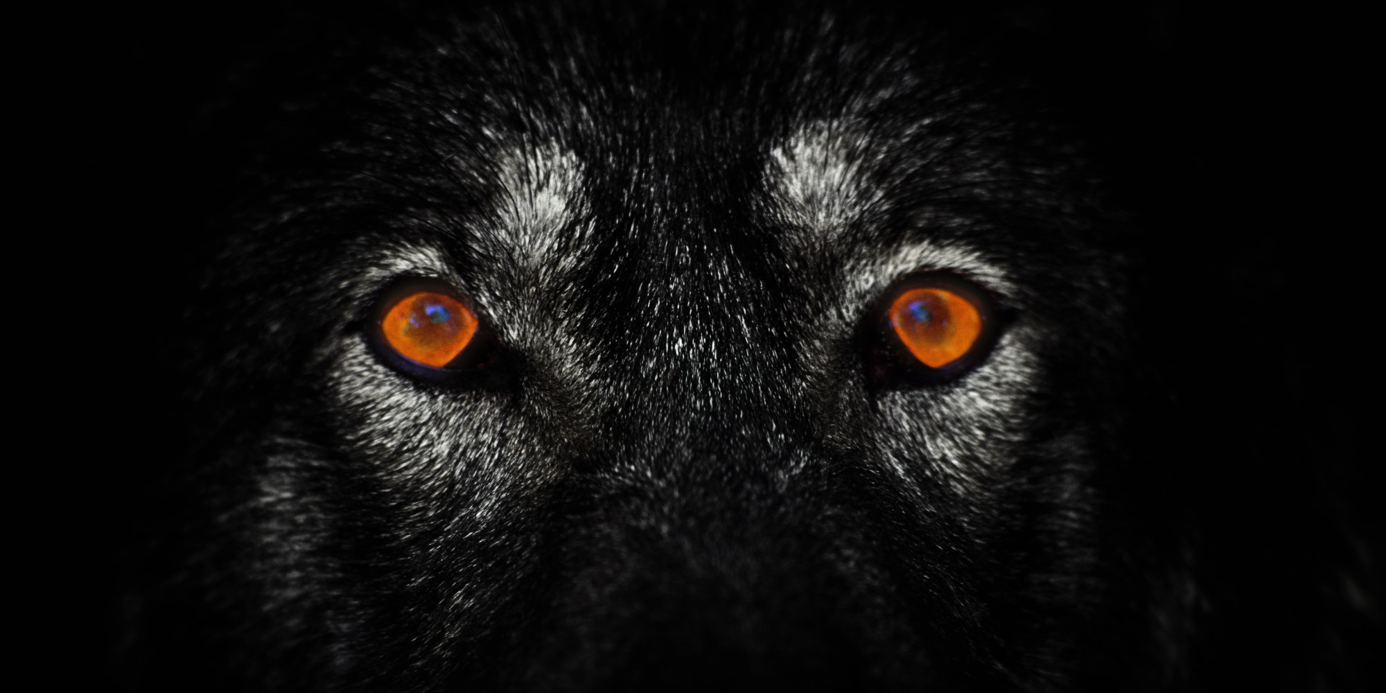 The Lone Wolf Terror Trap HuffPost