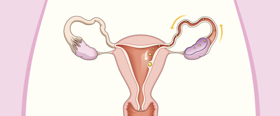 reproductive cycle
