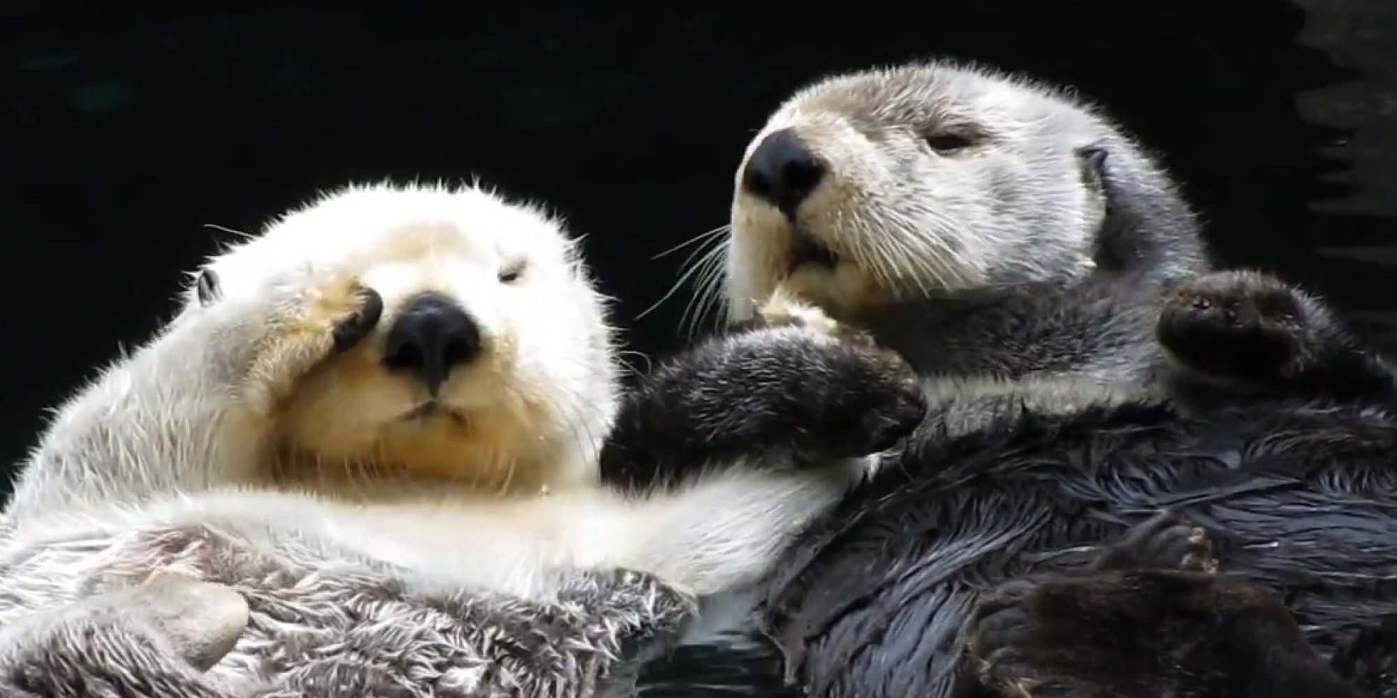 Watch This Video And Fall Otter ly In Love With These Adorable Critters
