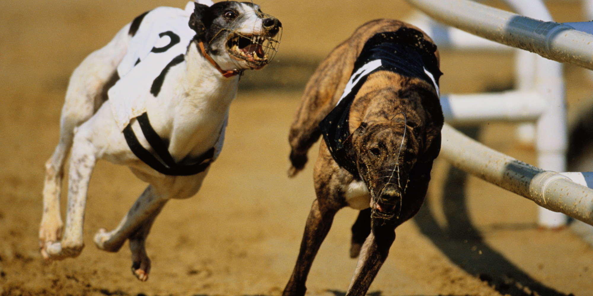 Greyhound Racing In America