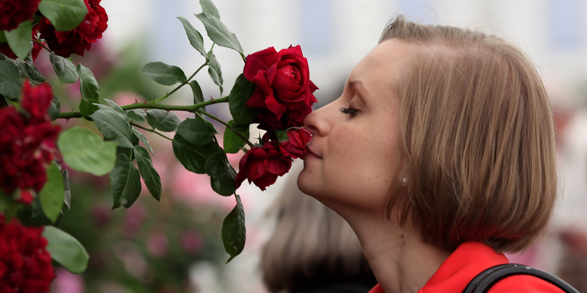 The Chemistry Of A Rose s Sweet Smell Explained HuffPost