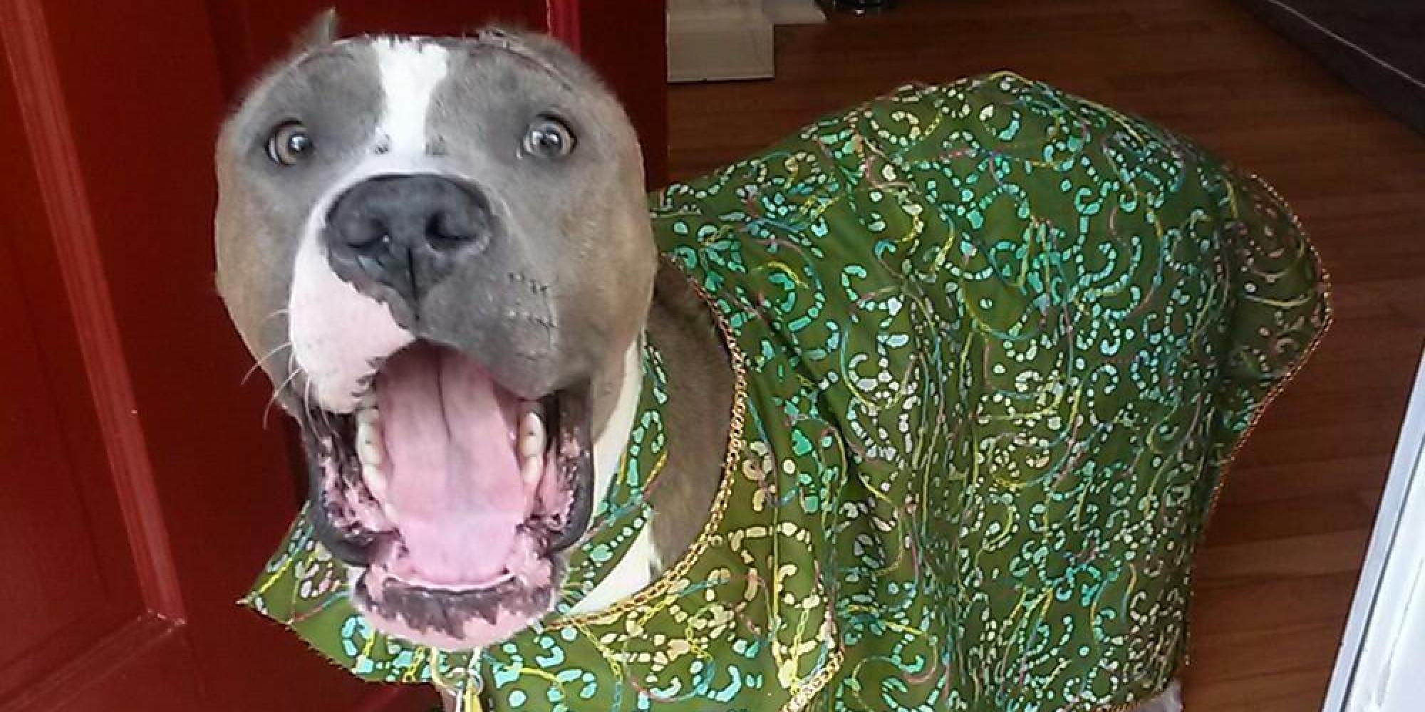Pit Bull Who Survived Extreme Abuse Wears Adorable Doggie Outfits To