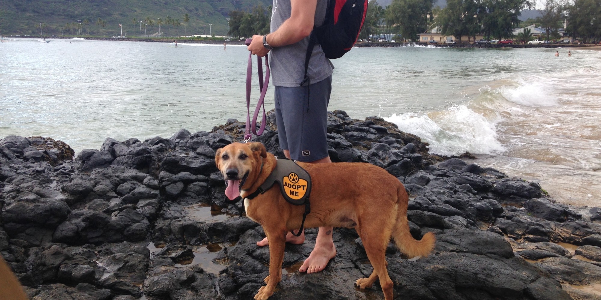 Want To Borrow A Shelter Dog For A Walk? There May Soon Be An App For