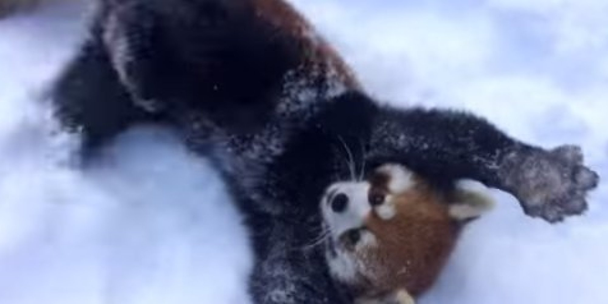 These Red Pandas From The Cincinnati Zoo Are SO Excited About The Snow | HuffPost