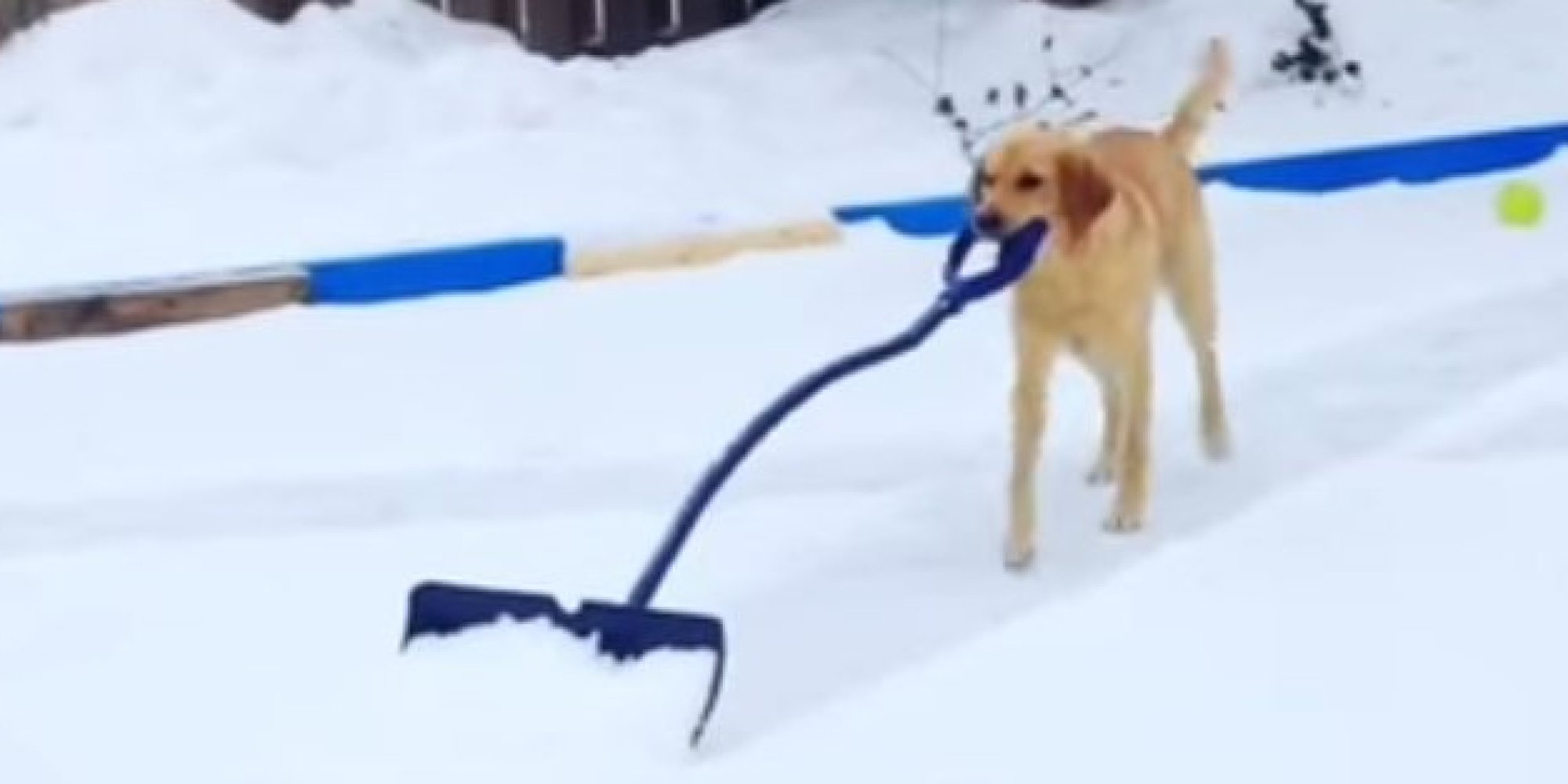 o-DOG-SHOVELS-SNOW-facebook.jpg