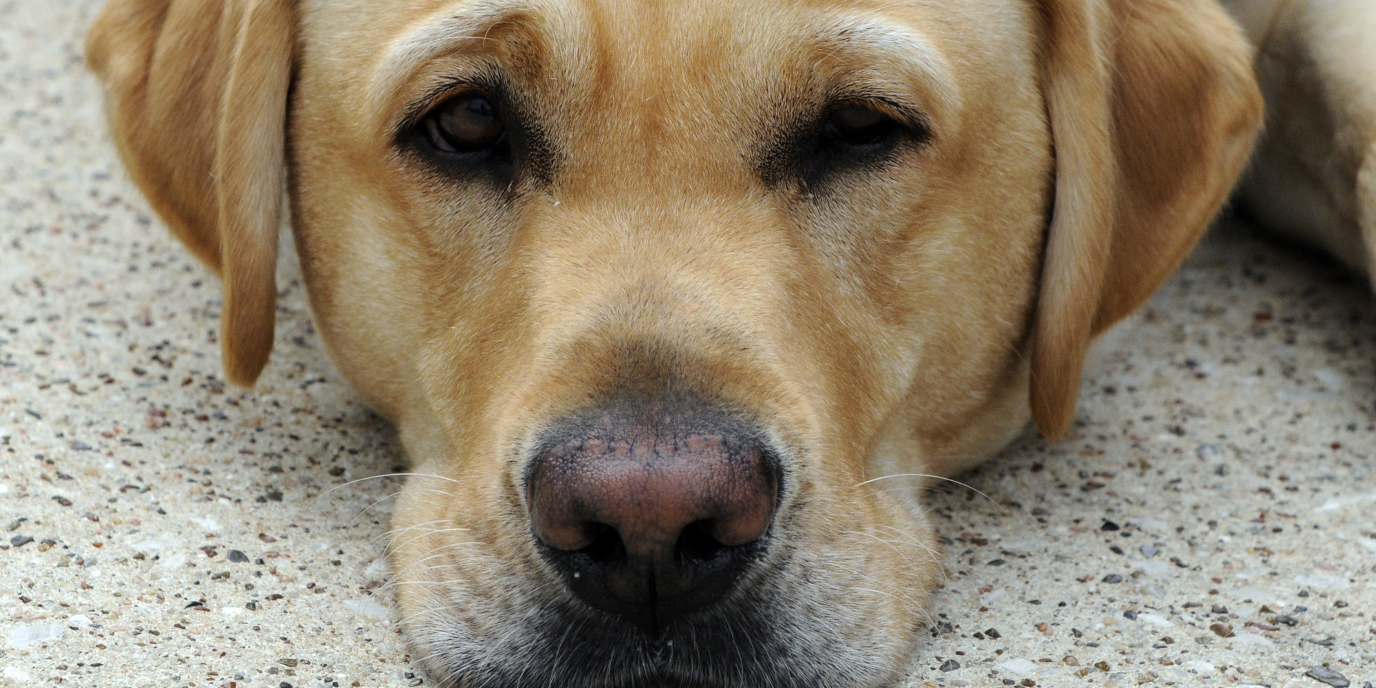 The Dog Trainer Can T Fix What You Won T Do The Dog Trainer Can T Fix What You Won T Do