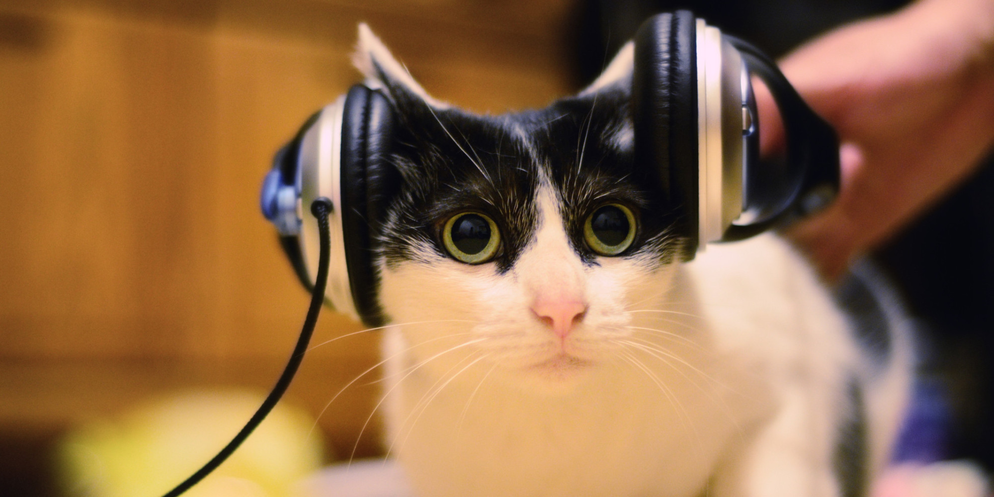 Scientists Create Music For Cats, And Fur A Good Reason | HuffPost