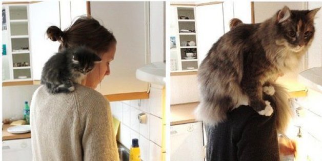 Auch Katzen können Vorher-Nachher