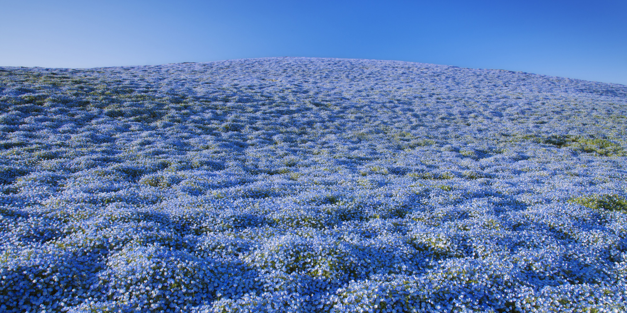 Hitachinaka's Hitachi Seaside Park Is The Springtime Paradise You're