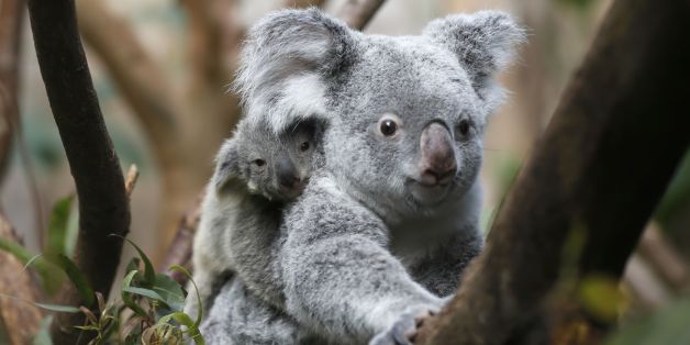 The yet unnamed male koala joey rides on his mother Goonderrah's back at the Zoo in Duisburg, western Germany on Wednesday, March 27, 2013. The little Koala left his mother's pouch after six months for the first time. The Duisburg Zoo is one of the major breeding units for Koalas in Europe. (AP Photo/Frank Augstein)