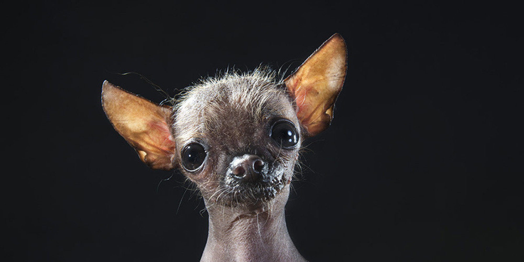 Hairless Dogs Photo Series Brings Attention To Ethical Breeding