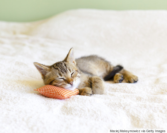 kittens nap