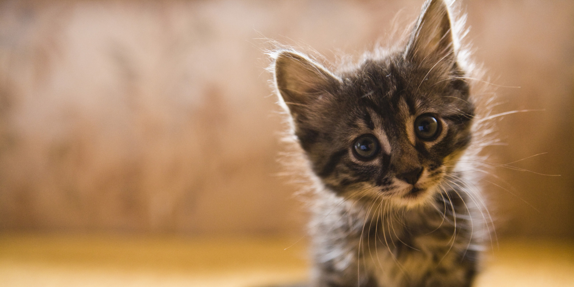 11 Reasons Your Crazy Cat Obsession Makes You Happier And Healthier ...